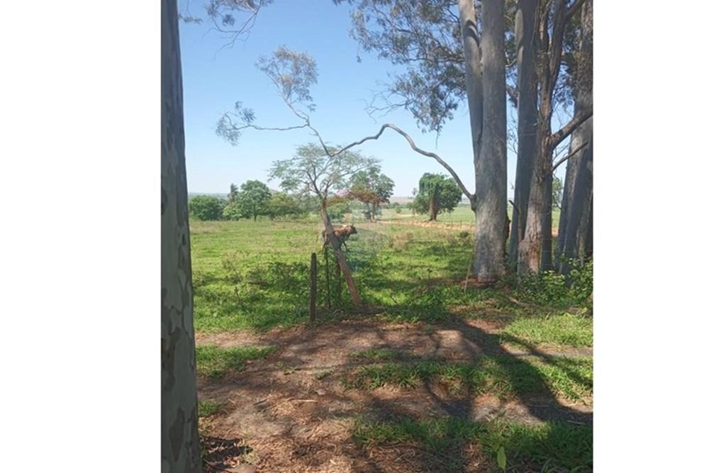 Chácara / Sítio / Fazenda - Venda - Valentim Gentil , São Paulo - WhatsApp Image 2024-11-17 at 09.37.09 (1).jpeg - 630541038-19