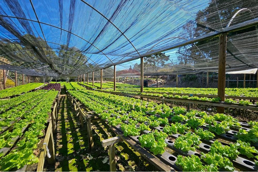 Fazenda - Venda - Botucatu , São Paulo - IMG-20250717-WA0045.jpg - 630111096-7