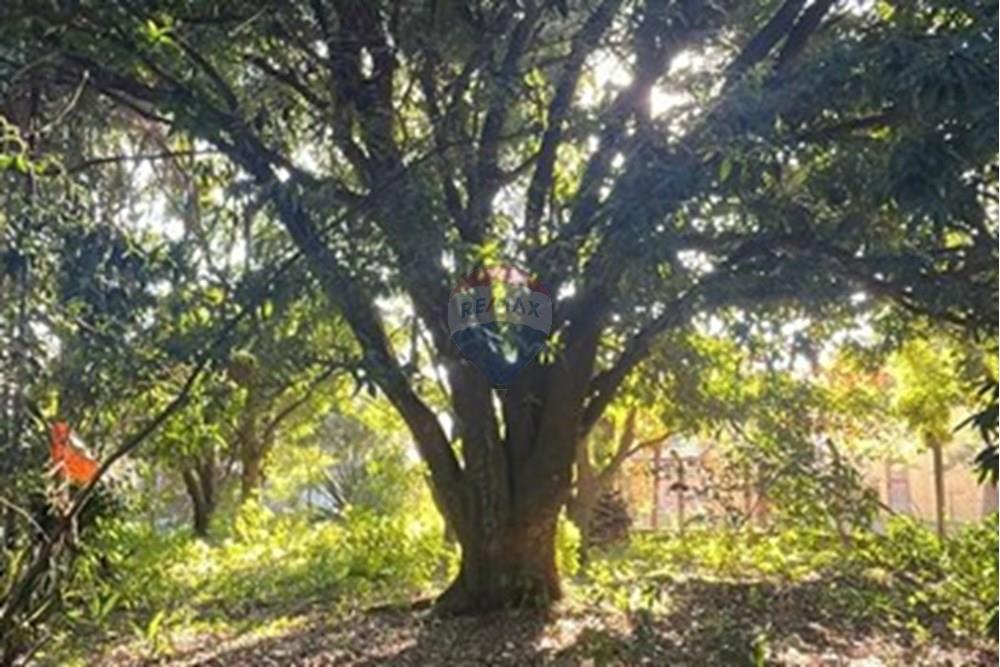 Chácara / Sítio / Fazenda - Venda - Araçoiaba da Serra , São Paulo - WhatsApp Image 2025-07-22 at 16.37.11 (1).jpeg - 630591061-125