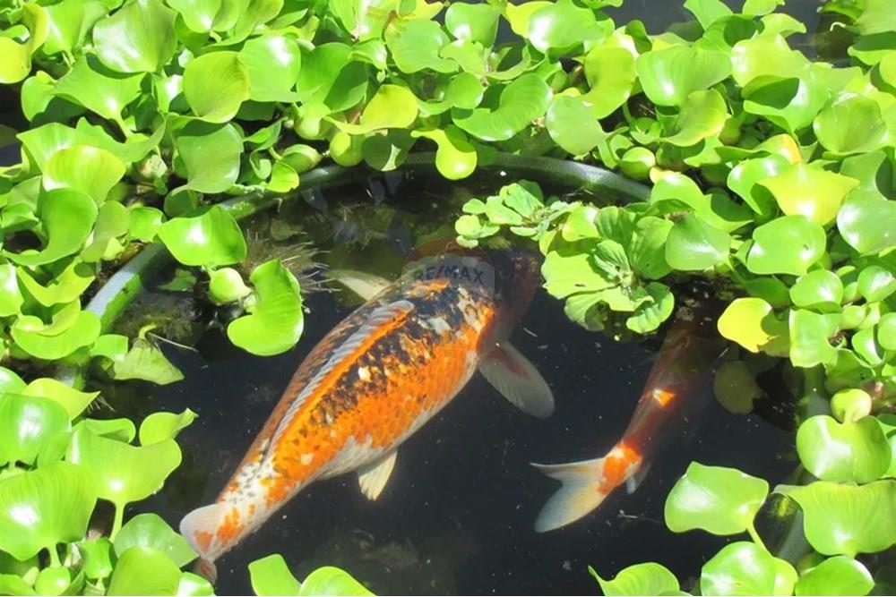 Casa - Venda - Miguel Pereira , Rio de Janeiro - bda9c3ea1952100a0bb49425f83b9da1.jpg - 631261001-6
