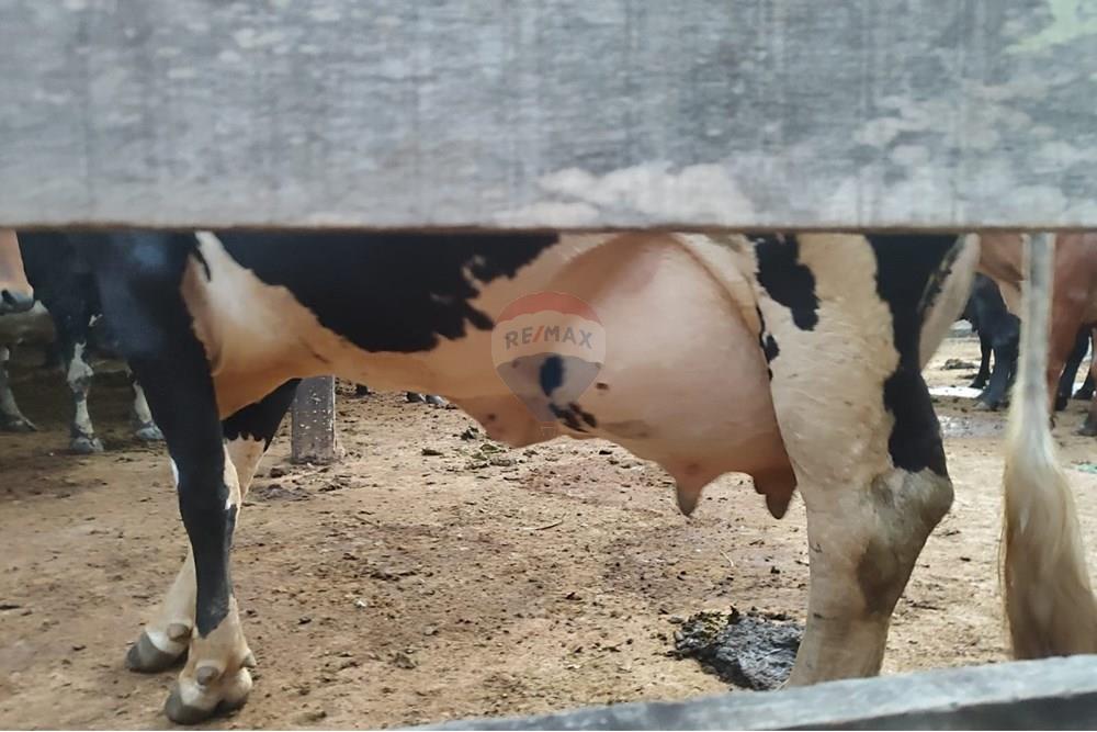 Chácara / Sítio / Fazenda - Venda - Duas Barras , Rio de Janeiro - 37.jpg - 630171001-39