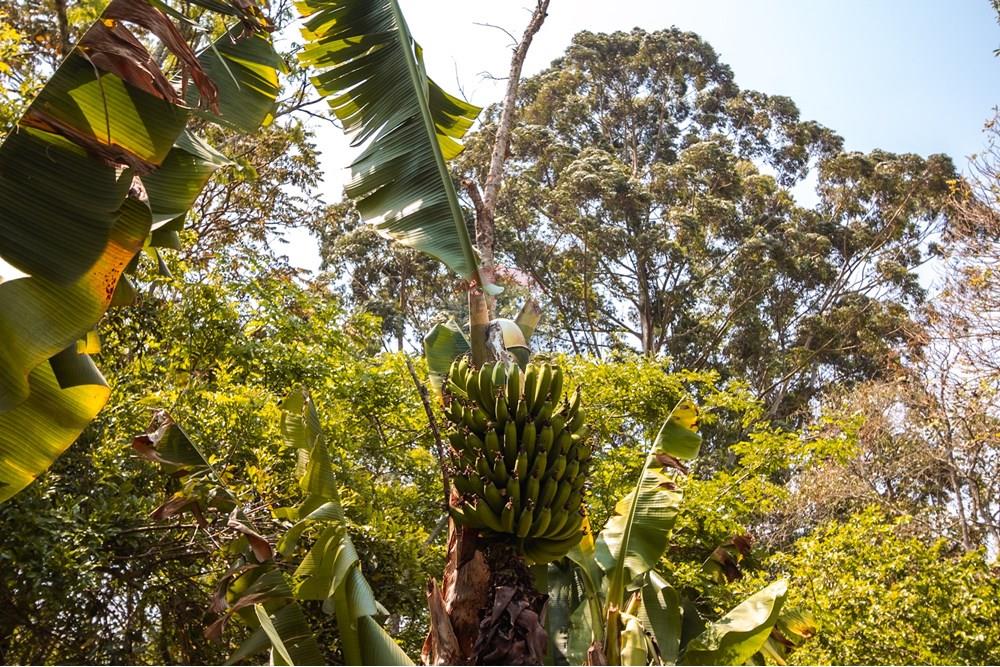 Casa de Condomínio - Venda - Ibiúna , São Paulo - IMG_6864.jpg - 631331006-47