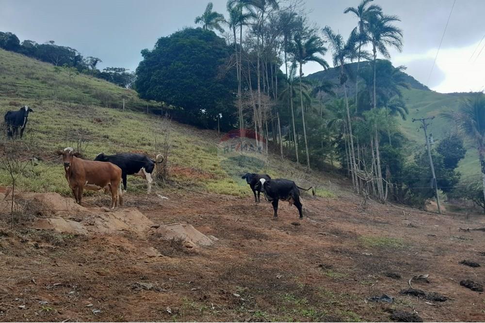 Agro - Venda - Santa Maria Madalena , Rio de Janeiro - WhatsApp Image 2025-05-29 at 13.32.49.jpeg - 630171007-50