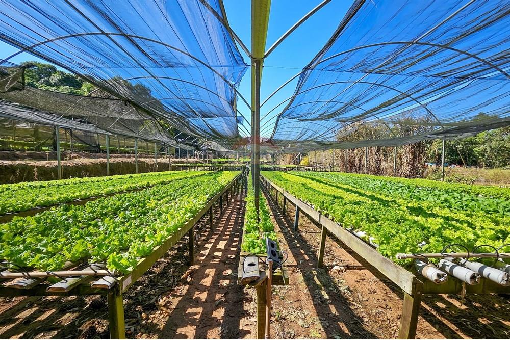 Fazenda - Venda - Botucatu , São Paulo - IMG-20250717-WA0039.jpg - 630111096-7