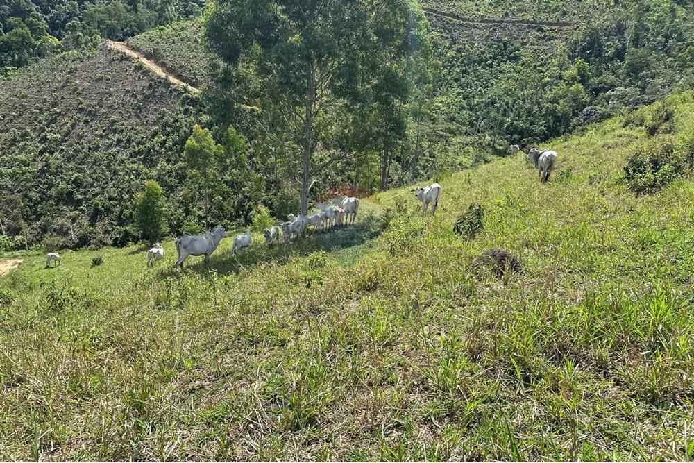 Chácara / Sítio / Fazenda - Venda - Rio Bonito , Rio de Janeiro - c223be6c-73d7-47e7-a8d6-6efe3369651b.jpg - 680311080-2