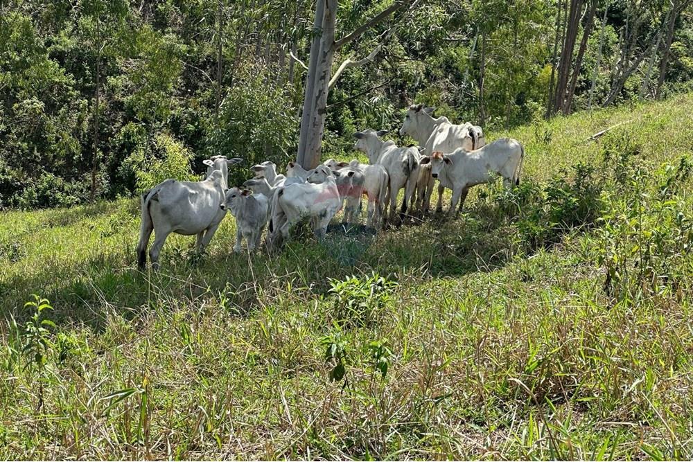 Chácara / Sítio / Fazenda - Venda - Rio Bonito , Rio de Janeiro - ab9cb2d1-d67a-40a2-ba82-41d1b4009950.jpg - 680311080-2
