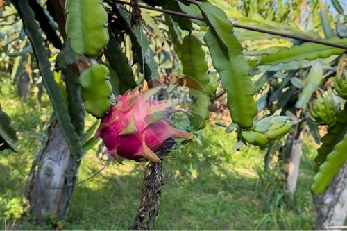 Slider Image Thumbnail