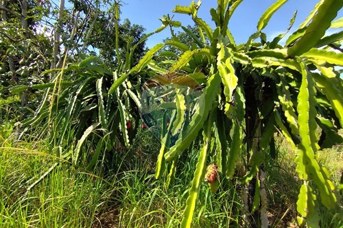 Slider Image Thumbnail