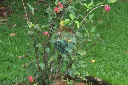 Slider Image Thumbnail