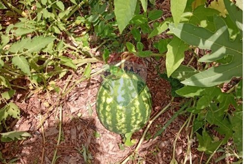 Slider Image Thumbnail