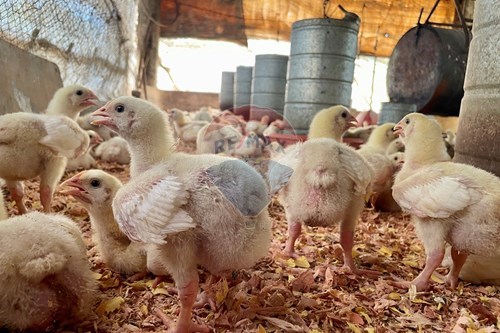 Slider Image Thumbnail