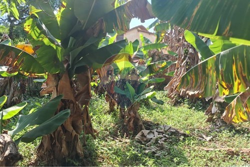 Slider Image Thumbnail