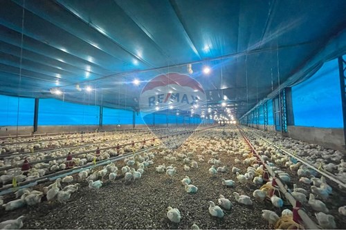 Venda-Chácara / Sítio / Fazenda-Planalto Bela Vista , Mogi Mirim , São Paulo , 13817899-690751048-92