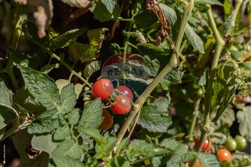 Slider Image Thumbnail