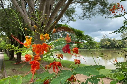 Slider Image Thumbnail