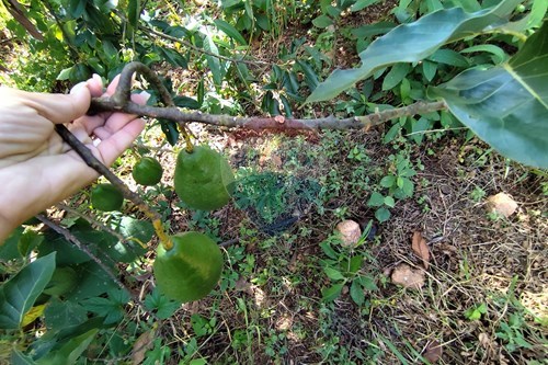 Slider Image Thumbnail