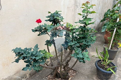 Slider Image Thumbnail