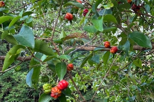 Slider Image Thumbnail