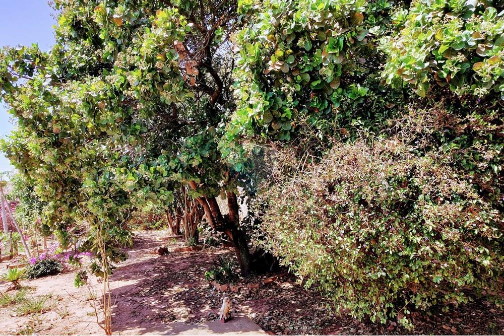 Chácara / Sítio / Fazenda - Venda - Cosmópolis , São Paulo - IMG_20250917_130433982_HDR.jpg - 690511140-63