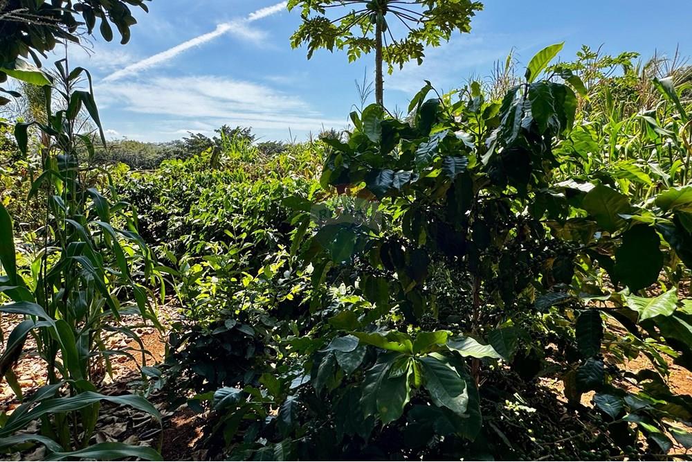 Chácara / Sítio / Fazenda - Venda - Jarinu , São Paulo - z10.jpg - 691121003-14