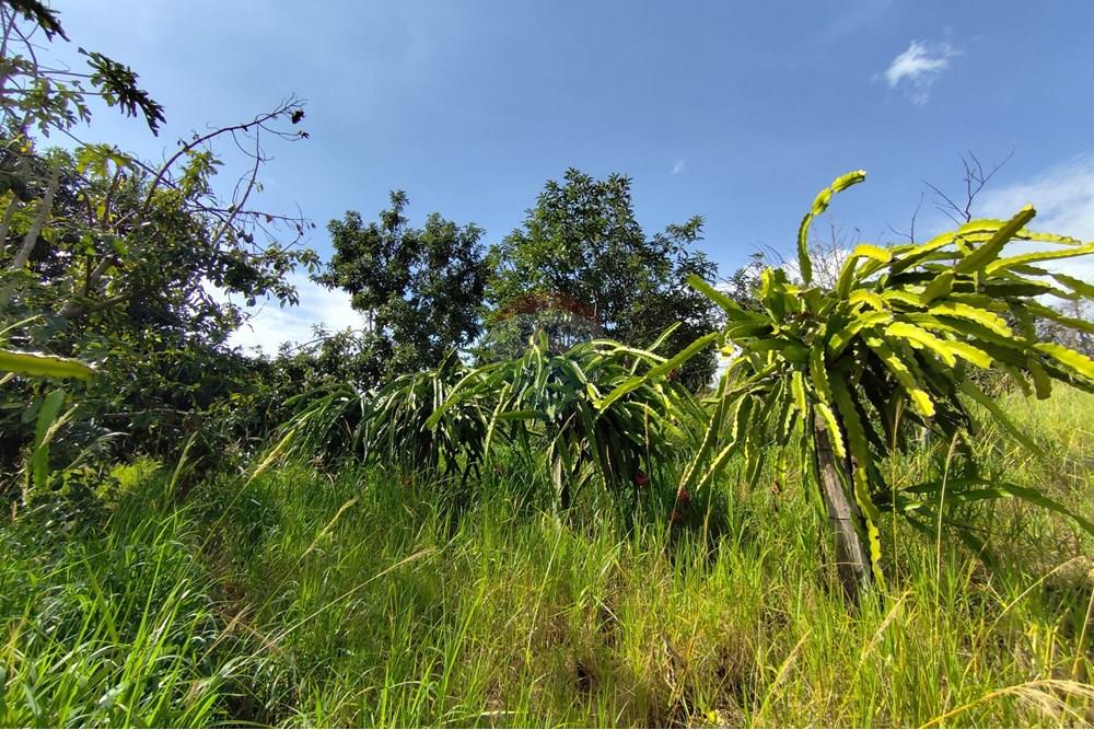 Chácara / Sítio / Fazenda - Venda - Itapira , São Paulo - 1751510168542.jpg - 690291077-251