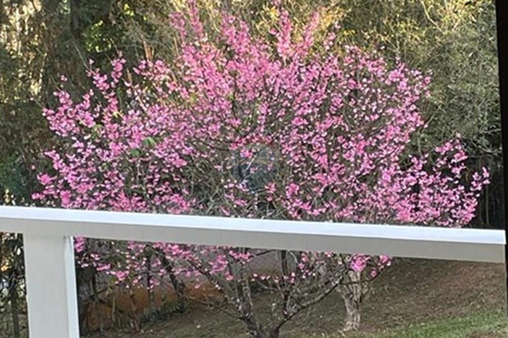 Chácara / Sítio / Fazenda - Venda - Jarinu , São Paulo - WhatsApp Image 2025-05-06 at 17.28.50 (4).jpeg - 690661027-107