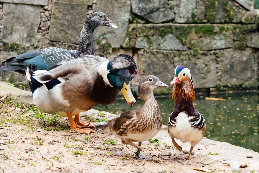 Terreno - Venda - Campinas , São Paulo - marrecos_bosque_danielribeiro_06.jpg - 690941043-8