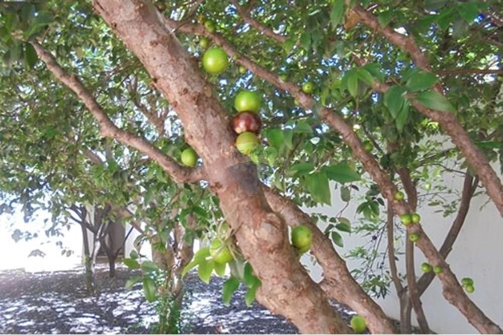 Casa - Venda - Americana , São Paulo - IMG-20250620-WA0033.jpg - 691071001-24