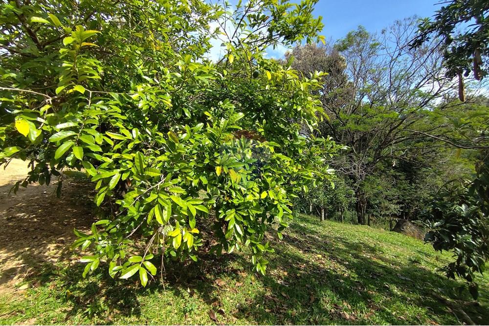 Chácara / Sítio / Fazenda - Venda - Itapira , São Paulo - 1751510168891.jpg - 690291077-251