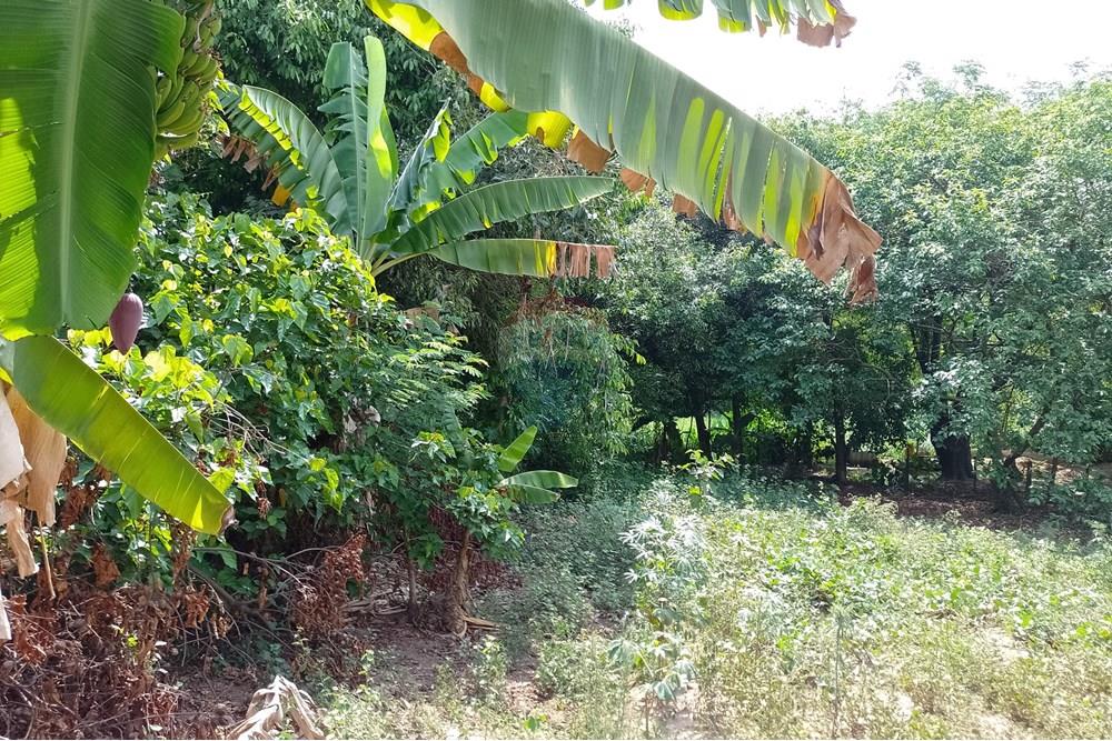 Terreno - Venda - Cosmópolis , São Paulo - fachada (2).jpg - Jardim Interno - 690831047-354