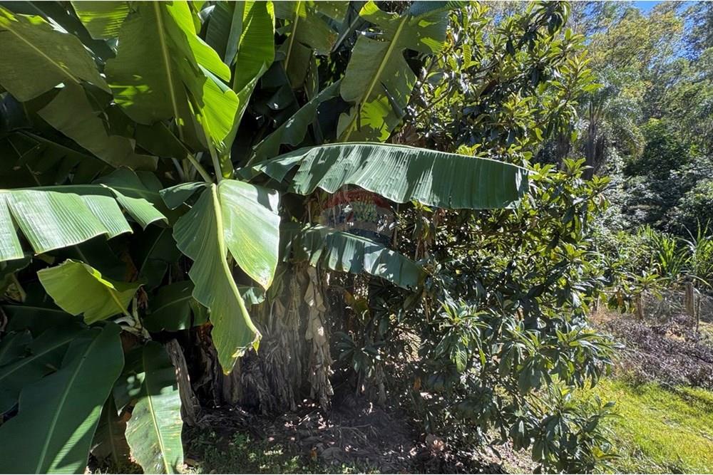 Chácara / Sítio / Fazenda - Venda - Joanópolis , São Paulo - photo_5019343269280201180_y.jpg - 690041001-120