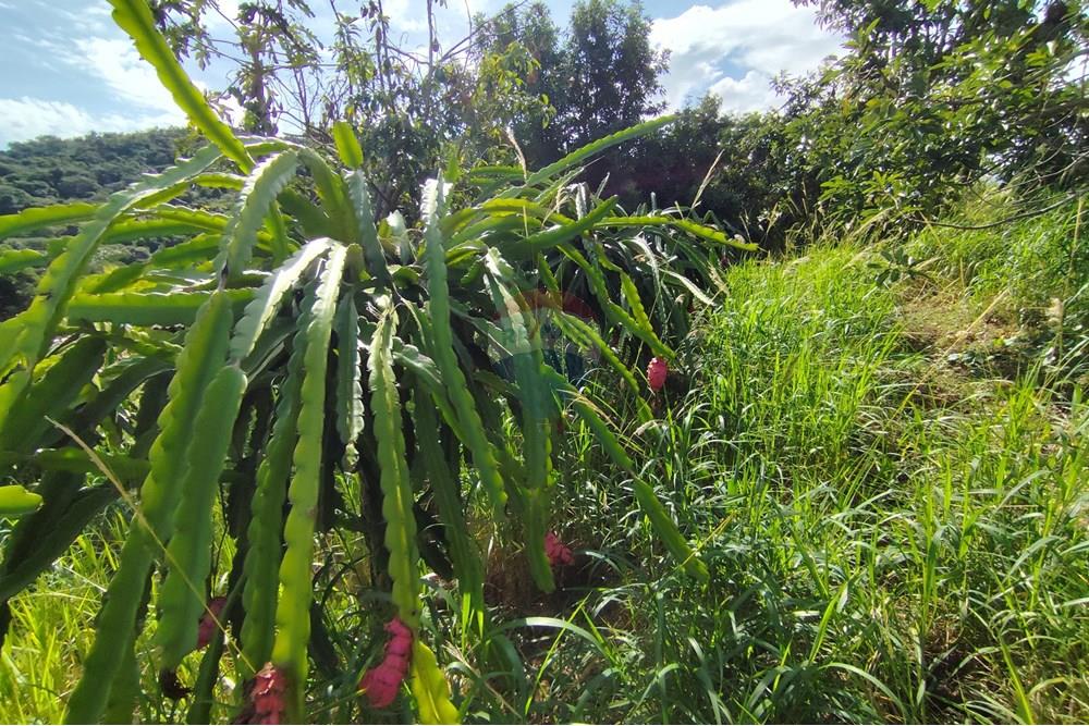Chácara / Sítio / Fazenda - Venda - Itapira , São Paulo - 1751510168525.jpg - 690291077-251