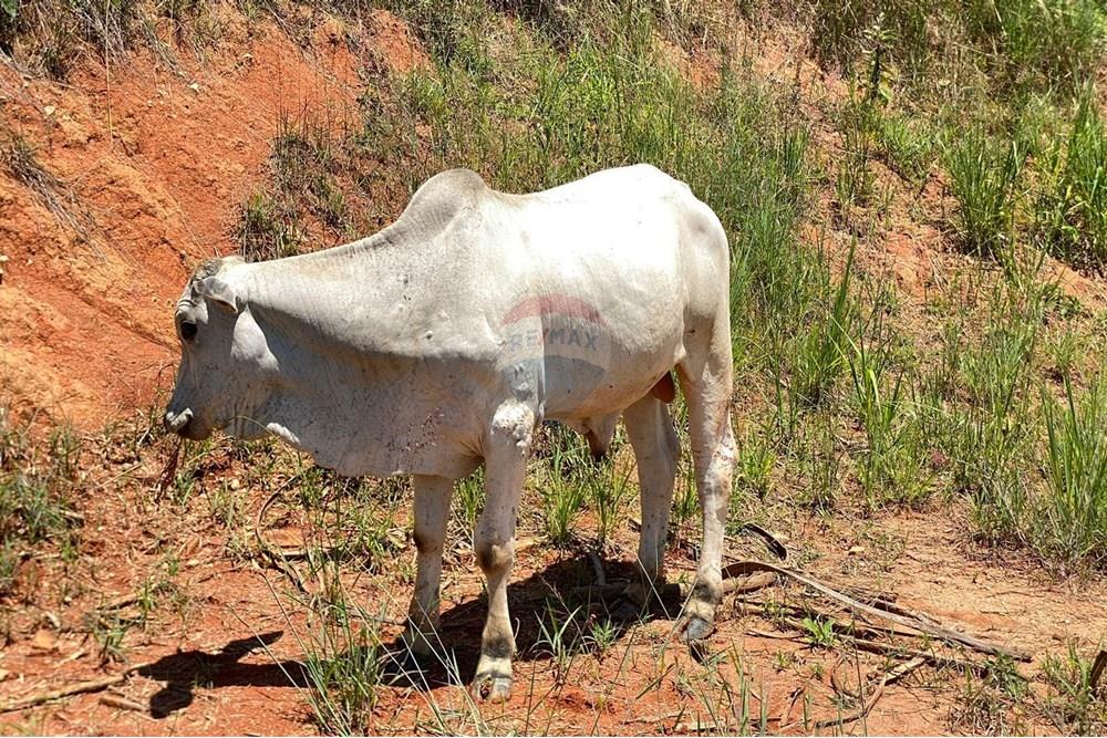 Chácara / Sítio / Fazenda - Venda - Lindóia , São Paulo - Imagem do WhatsApp de 2025-02-25 à(s) 19.33.53_372aa86b.jpg - 690291077-223