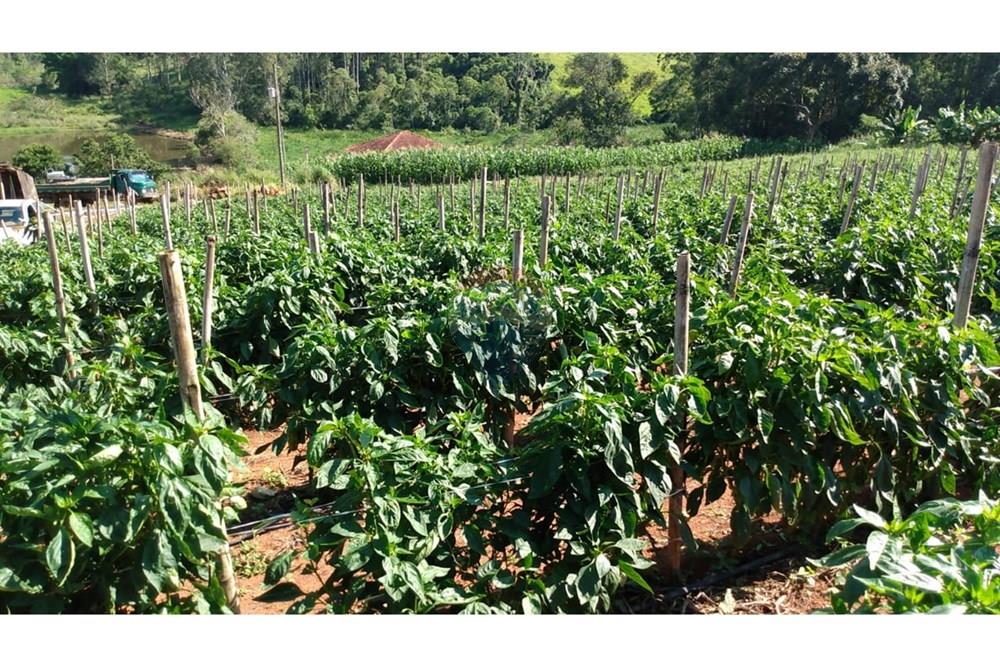 Fazenda - Venda - Campestre , Minas Gerais - ce3662d8-34e9-44e4-b662-983a836f73ad.jpg - 690291077-77