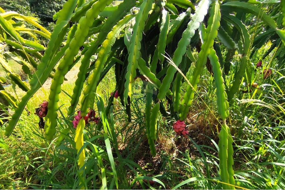 Chácara / Sítio / Fazenda - Venda - Itapira , São Paulo - 1751510168509.jpg - 690291077-251