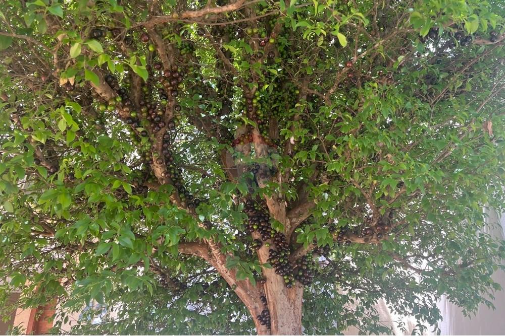 Casa de Condomínio - Venda - Paulínia , São Paulo - IMG-20250923-WA0102.jpg - 690511143-102