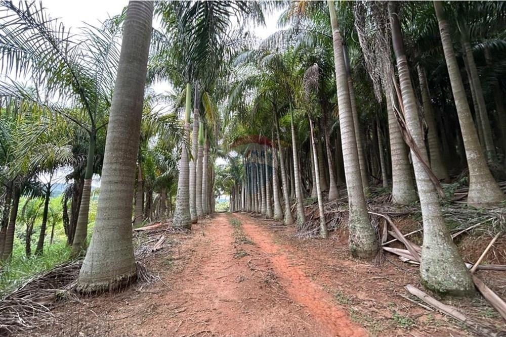 Chácara / Sítio / Fazenda - Venda - Amparo , São Paulo - WhatsApp Image 2025-06-24 at 11.21.31.jpeg - 690661027-111