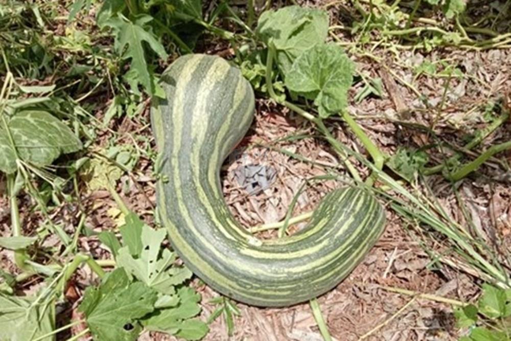 Chácara / Sítio / Fazenda - Venda - Cosmópolis , São Paulo - IMG-20250925-WA0111.jpg - 690511143-104