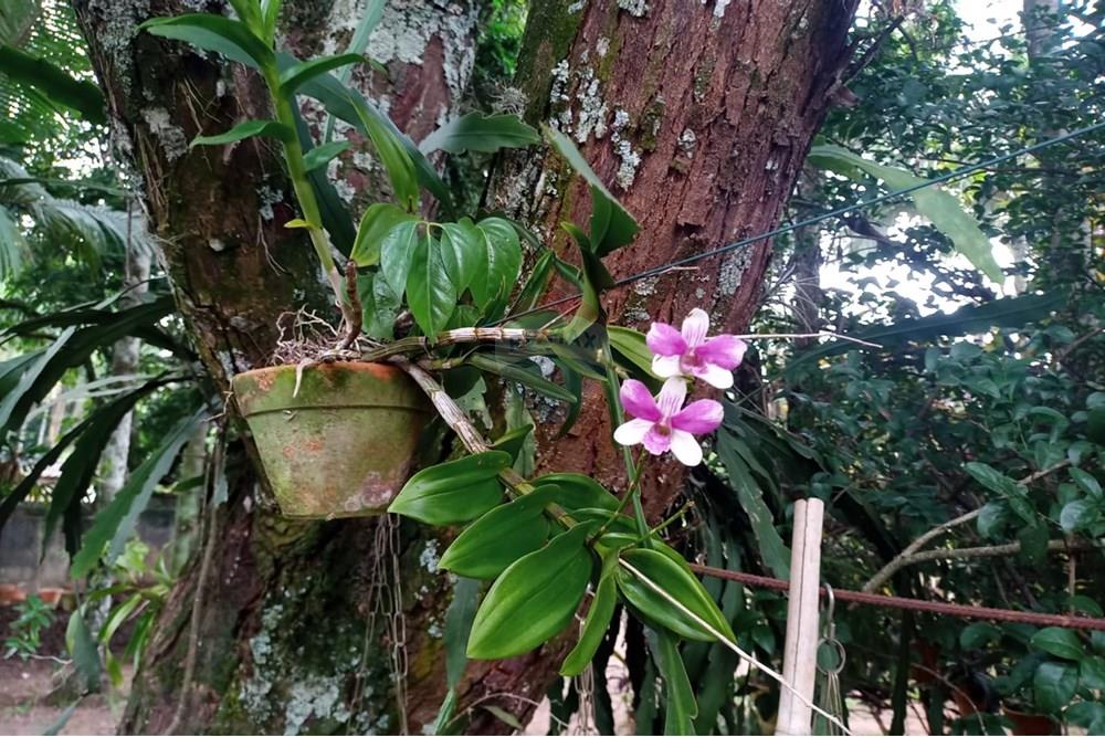 Chácara / Sítio / Fazenda - Venda - Jaguariúna , São Paulo - IMG-20250124-WA0101.jpg - 690671050-27