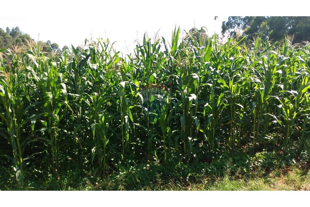 Fazenda - Venda - Campestre , Minas Gerais - 98070240-e31f-4d4d-b28f-b70b0e906dbb.jpg - 690291077-77