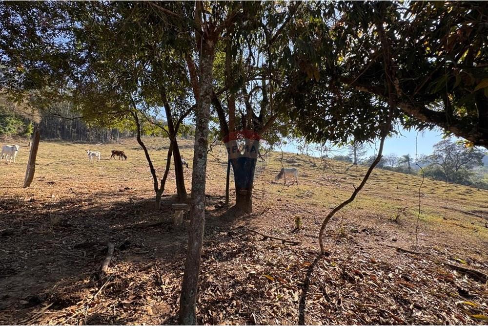 Terreno - Venda - Tuiuti , São Paulo - WhatsApp Image 2025-10-06 at 14.47.27 (9).jpeg - 690041052-114