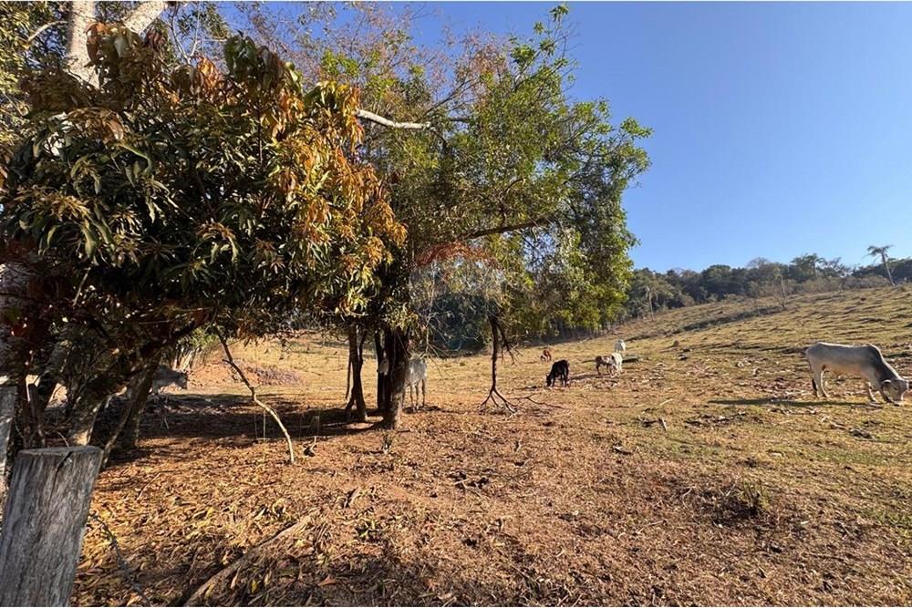 Terreno - Venda - Tuiuti , São Paulo - WhatsApp Image 2025-10-06 at 14.47.26 (3).jpeg - 690041052-114