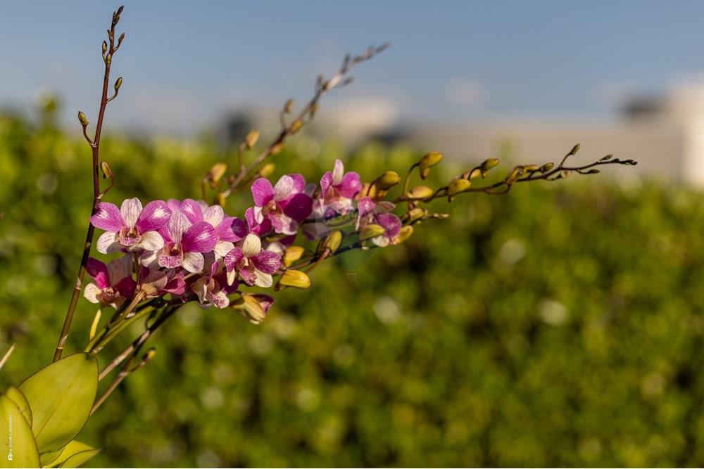 Casa de Condomínio - Venda - Vinhedo , São Paulo - gourmet3.jpg - 690941020-66