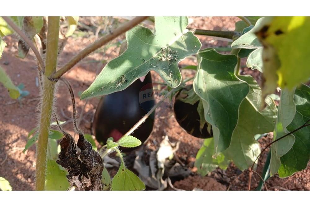 Fazenda - Venda - Campestre , Minas Gerais - 7ebe6a21-ff73-443a-acdd-f1b67bcb2599 (1).jpg - 690291077-77