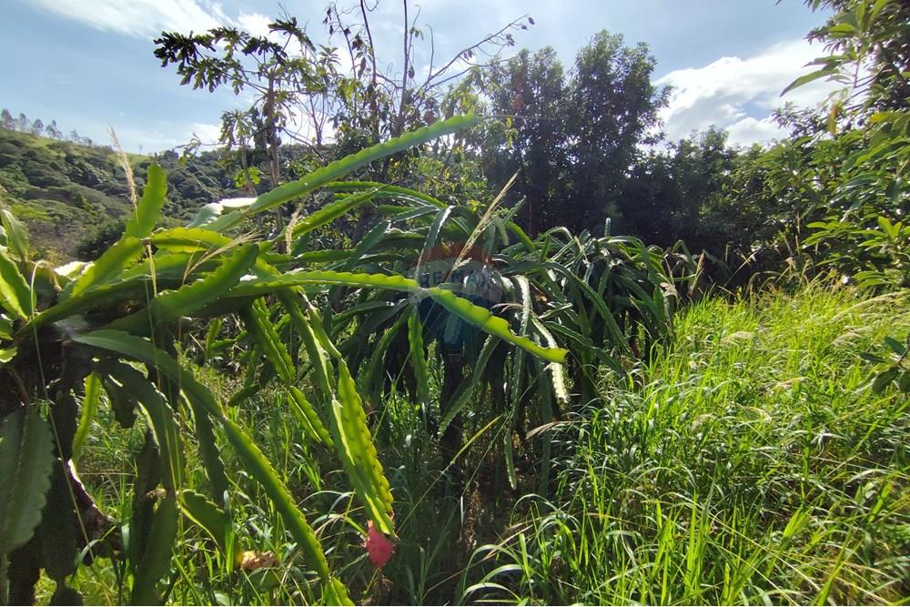 Chácara / Sítio / Fazenda - Venda - Itapira , São Paulo - 1751510168520.jpg - 690291077-251