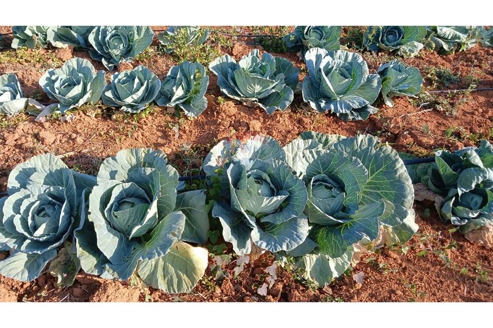 Fazenda - Venda - Campestre , Minas Gerais - a42422a1-7390-4bea-ada4-455d08276152.jpg - 690291077-77