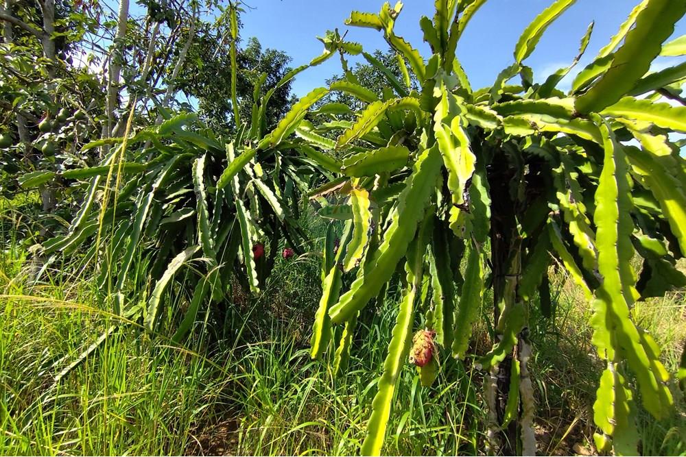 Chácara / Sítio / Fazenda - Venda - Itapira , São Paulo - 1751510168547.jpg - 690291077-251