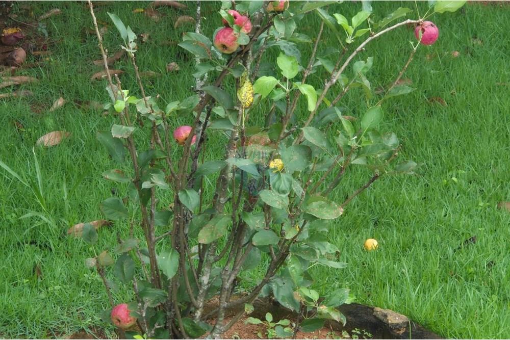 Casa de Condomínio - Alugar - Vinhedo , São Paulo - 19e144f0-ae1f-438a-9e53-436ca61d87cf.jpg - 690851008-488