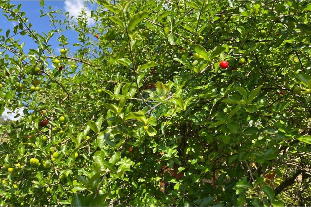 Chácara / Sítio / Fazenda - Venda - Jarinu , São Paulo - WhatsApp Image 2024-11-27 at 22.21.57.jpeg - 690661027-88