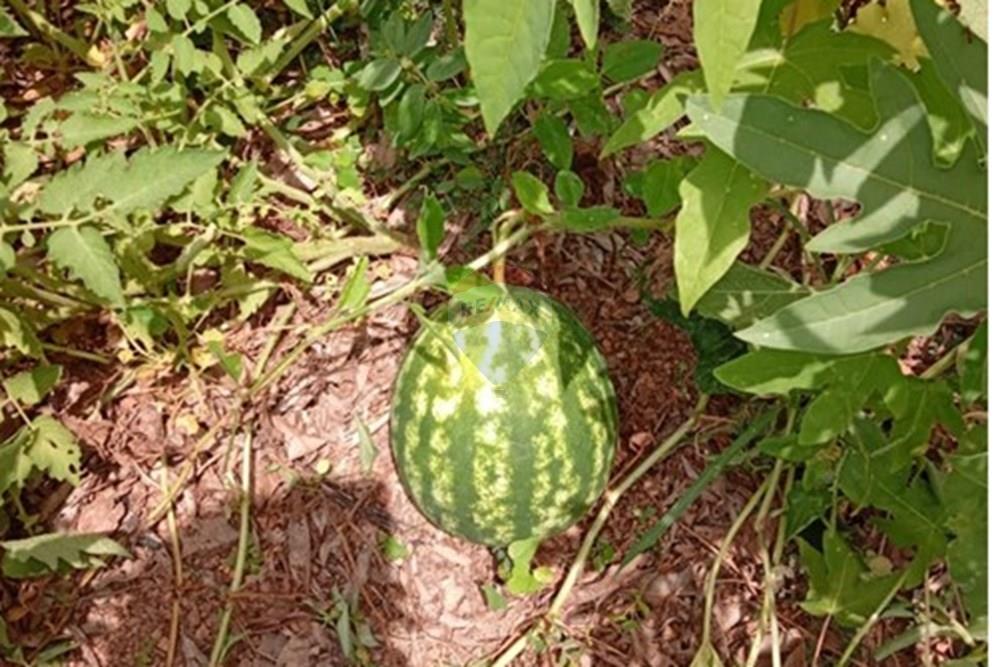 Chácara / Sítio / Fazenda - Venda - Cosmópolis , São Paulo - IMG-20250925-WA0110.jpg - 690511143-104